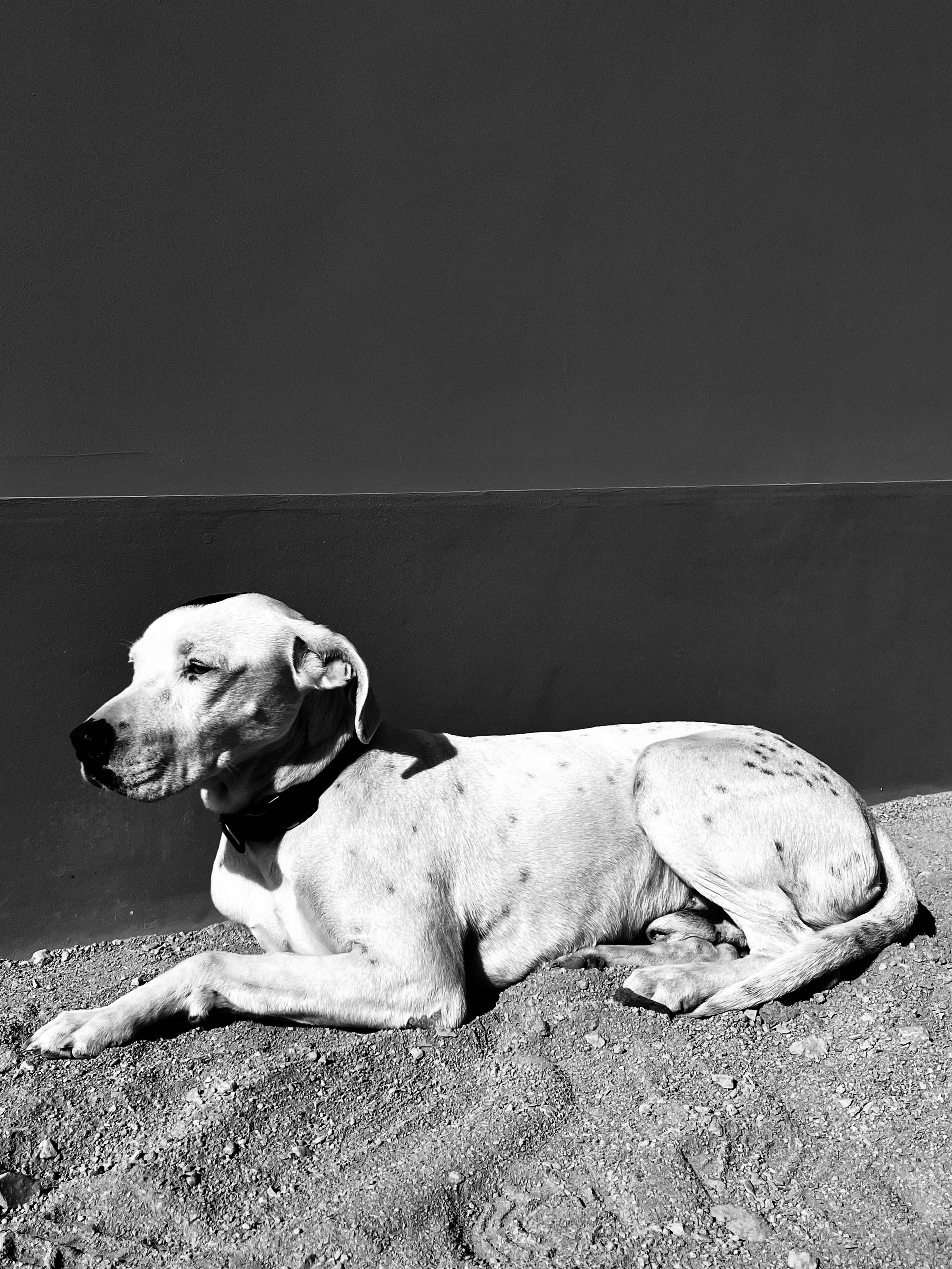 Perro echado junto a un muro, bajo el sol